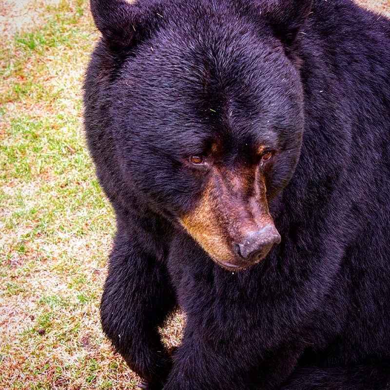 Getting close to a bear