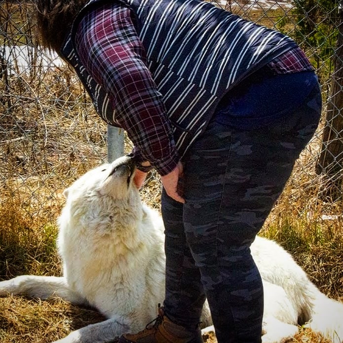 Petting a Wolf
